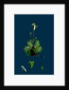 Saxifraga Hirta, Var. Affinis; Irish Mossy Saxifrage, Var. Y. by Anonymous