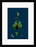 Saxifraga Hirta, Var. Affinis; Irish Mossy Saxifrage, Var. Y. by Anonymous