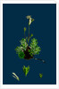 Saxifraga Hirta, Var. Affinis; Irish Mossy Saxifrage, Var. Y. by Anonymous