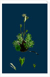 Saxifraga Hirta, Var. Affinis; Irish Mossy Saxifrage, Var. Y. by Anonymous