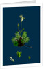 Saxifraga Hirta, Var. Affinis; Irish Mossy Saxifrage, Var. Y. by Anonymous