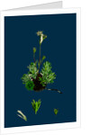 Saxifraga Hirta, Var. Affinis; Irish Mossy Saxifrage, Var. Y. by Anonymous