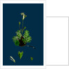 Saxifraga Hirta, Var. Affinis; Irish Mossy Saxifrage, Var. Y. by Anonymous