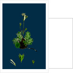 Saxifraga Hirta, Var. Affinis; Irish Mossy Saxifrage, Var. Y. by Anonymous