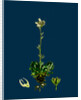 Saxifraga Hirta, Var. Incurvifolia; Irish Mossy Saxifrage, Var. B. by Anonymous