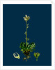 Saxifraga Hirta, Var. Incurvifolia; Irish Mossy Saxifrage, Var. B. by Anonymous