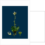 Saxifraga Hirta, Var. Incurvifolia; Irish Mossy Saxifrage, Var. B. by Anonymous