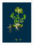 Chrysosplenium Oppositifolium; Opposite-Leaved Golden-Saxifrage by Anonymous