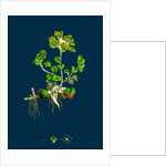 Chrysosplenium Oppositifolium; Opposite-Leaved Golden-Saxifrage by Anonymous