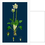 Parnassia Palustris; Grass-of-Parnassus by Anonymous