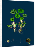 Hydrocotyle Vulgaris; Marsh Pennywort by Anonymous