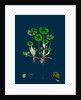 Hydrocotyle Vulgaris; Marsh Pennywort by Anonymous