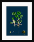 Hydrocotyle Vulgaris; Marsh Pennywort by Anonymous