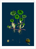 Hydrocotyle Vulgaris; Marsh Pennywort by Anonymous