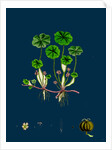 Hydrocotyle Vulgaris; Marsh Pennywort by Anonymous
