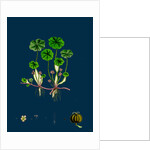 Hydrocotyle Vulgaris; Marsh Pennywort by Anonymous