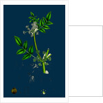 Helosciadium Nodiflorum; Procumbent Water-Parsnip by Anonymous