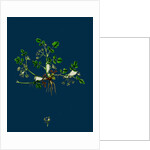 Helosciadium Nodiflorum, Var. Repens; Procumbent Water-Parsnip, Var. B. by Anonymous