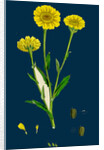 Chrysanthemum Segetum; Corn Marigold by Anonymous