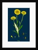 Chrysanthemum Segetum; Corn Marigold by Anonymous