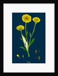 Chrysanthemum Segetum; Corn Marigold by Anonymous