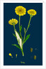 Chrysanthemum Segetum; Corn Marigold by Anonymous