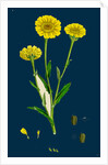 Chrysanthemum Segetum; Corn Marigold by Anonymous