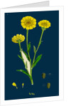 Chrysanthemum Segetum; Corn Marigold by Anonymous