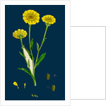 Chrysanthemum Segetum; Corn Marigold by Anonymous
