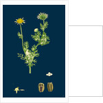 Chrysanthemum Inodorum, Var. Maritimum; Scentless Mayweed, Var. B. by Anonymous