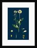 Anthemis Cotula; Stinking Mayweed by Anonymous
