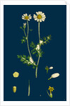 Anthemis Cotula; Stinking Mayweed by Anonymous