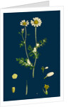 Anthemis Cotula; Stinking Mayweed by Anonymous