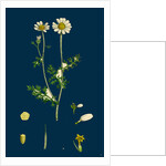 Anthemis Cotula; Stinking Mayweed by Anonymous