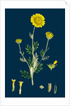 Anthemis Tinctoria; Ox-Eye Chamomile by Anonymous