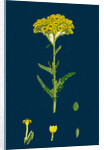 Achillea Tomentosa; Woolly Yellow Yarrow by Anonymous