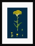 Achillea Tomentosa; Woolly Yellow Yarrow by Anonymous