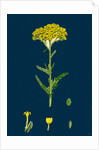 Achillea Tomentosa; Woolly Yellow Yarrow by Anonymous