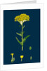 Achillea Tomentosa; Woolly Yellow Yarrow by Anonymous