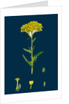 Achillea Tomentosa; Woolly Yellow Yarrow by Anonymous