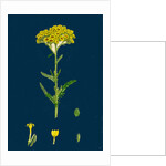 Achillea Tomentosa; Woolly Yellow Yarrow by Anonymous