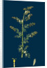 Artemisia Maritima, Var. Genuina; Sea Wormwood, Var. A. by Anonymous