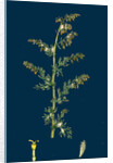 Artemisia Maritima, Var. Genuina; Sea Wormwood, Var. A. by Anonymous