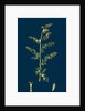 Artemisia Maritima, Var. Genuina; Sea Wormwood, Var. A. by Anonymous