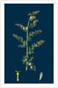 Artemisia Maritima, Var. Genuina; Sea Wormwood, Var. A. by Anonymous