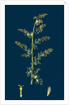 Artemisia Maritima, Var. Genuina; Sea Wormwood, Var. A. by Anonymous