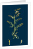 Artemisia Maritima, Var. Genuina; Sea Wormwood, Var. A. by Anonymous