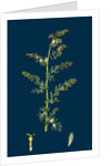 Artemisia Maritima, Var. Genuina; Sea Wormwood, Var. A. by Anonymous