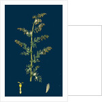 Artemisia Maritima, Var. Genuina; Sea Wormwood, Var. A. by Anonymous