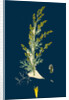 Artemisia Maritima, Var. Gallica; Sea Wormwood, Var. B. by Anonymous